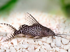 Акваріумні соми