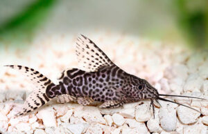 Акваріумні соми