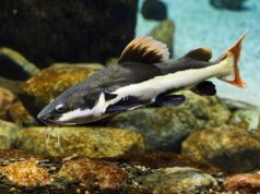 Червонохвостий сом