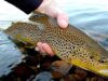 Ловля форелі