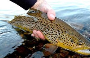 Ловля форелі