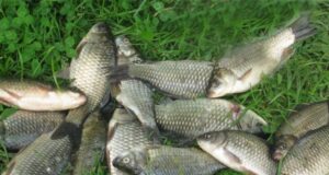 Ловля карася