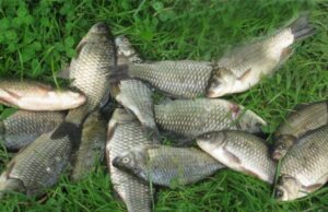 Ловля карася