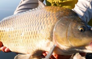 Ловля коропа