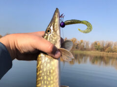 Ловля щуки