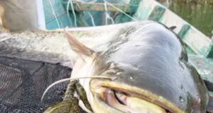 Ловля сомів