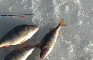 Окунь зимовий