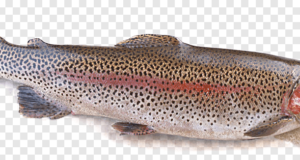 Райдужна форель