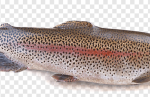 Райдужна форель