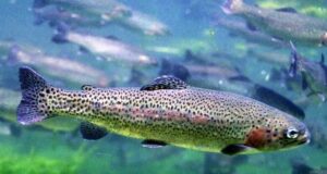 Розведення форелі
