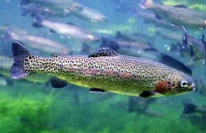 Розведення форелі