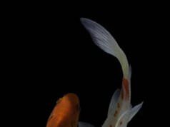 Розведення коропа