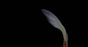 Розведення коропа