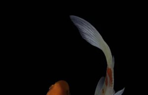 Розведення коропа