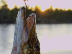 Велика щука