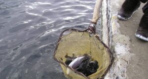 Вирощування форелі