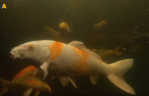 Вирощування коропа