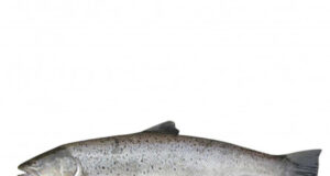 Жива форель