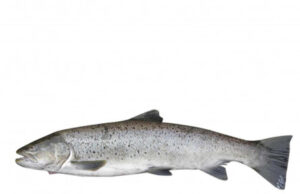 Жива форель