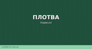 Плотва навесні: де шукати, чим прикормити та на що ловити