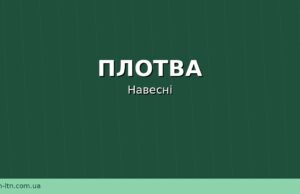 Плотва навесні: де шукати, чим прикормити та на що ловити