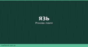 Язь: де водиться, чим харчується та як його ловити на річках України