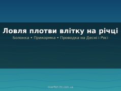 Ловля плотви влітку: снасті, наживки і де шукати на річках України